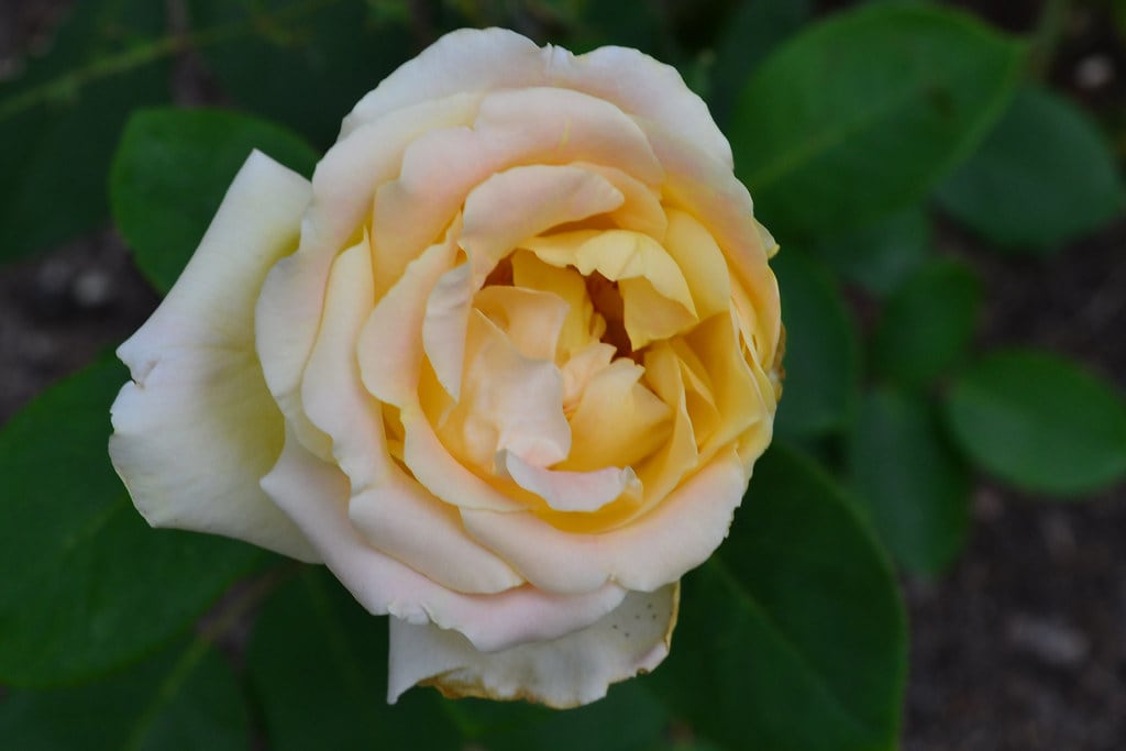 Blumen aus seinem Garten