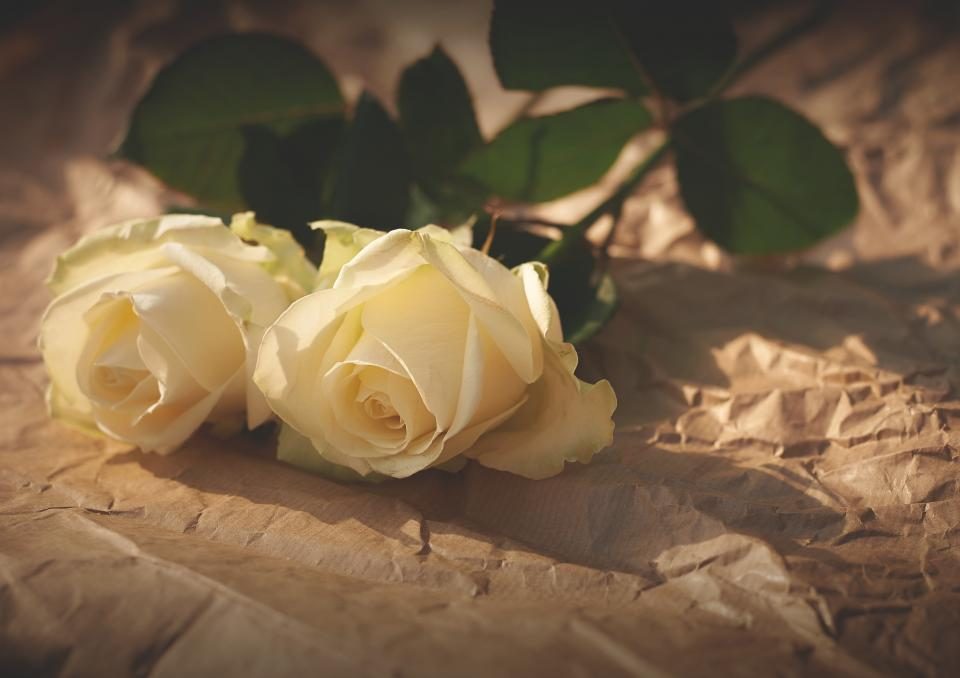 Ihre weissen Rosen