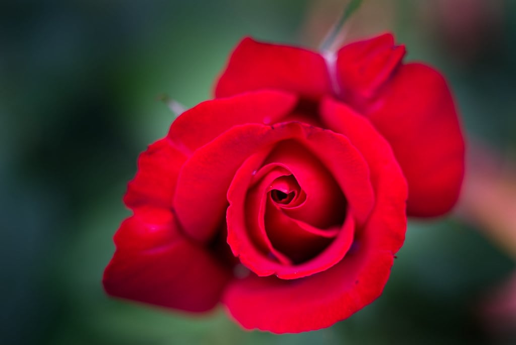 Eine rote Rose für Rosa