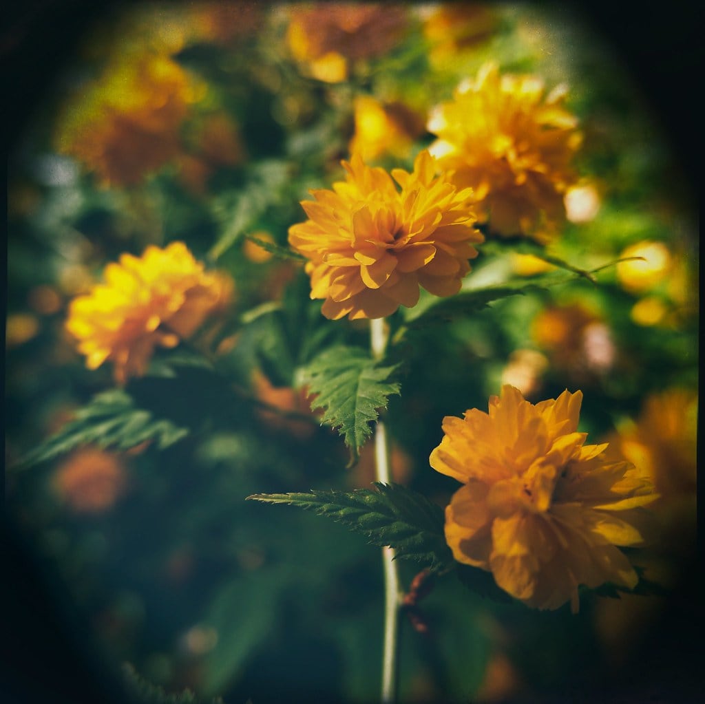 Blumen für Luca